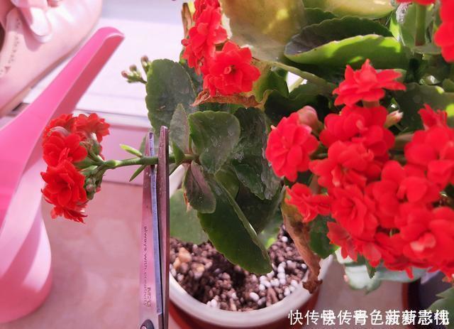 11、12月,长寿花蟹爪兰容易饿,7天喂1次,花苞挤着长