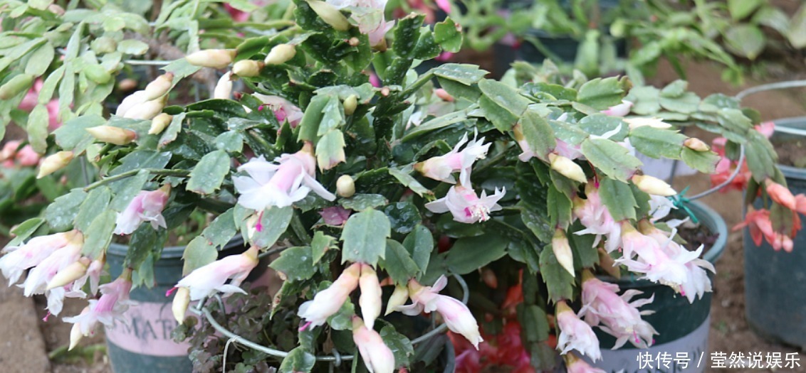 养蟹爪兰摆放“有讲究”,放到3个位置,花量小,容易落花!
