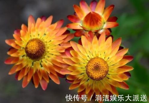 庭院养花，就选“优良月季”戴尔巴德，花型大气，丰腴婀娜！