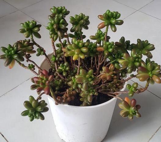 气根|多肉虹之玉长气生根，该如何对症解决学着这么办好减少伤亡