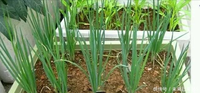 天天都吃的3种蔬菜,花盆油桶都能种,一夏天不用买,太省钱