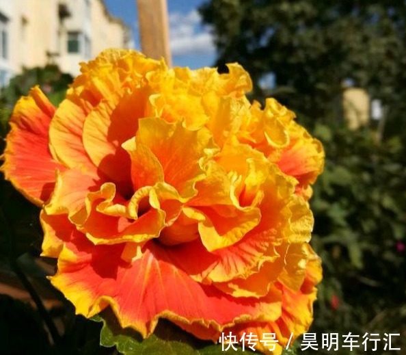邻居在窗台养了1种花,开花太漂亮,花色像“黄金”,美得发光