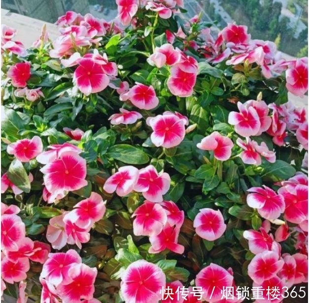 4种漂亮花,个个美得冒泡,现在养正合适,直接开成花海