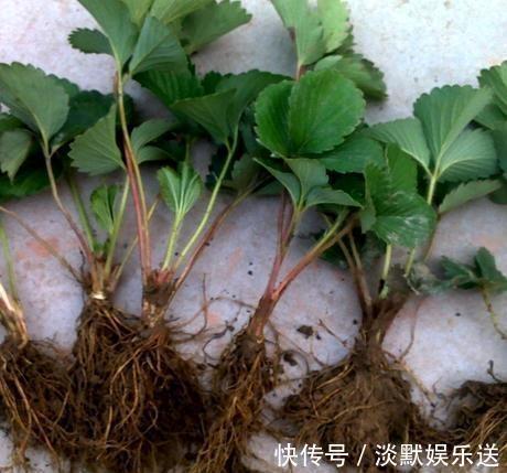 盆栽养花,不如养“草莓”,盆边挂满几十个,好吃的流口水!