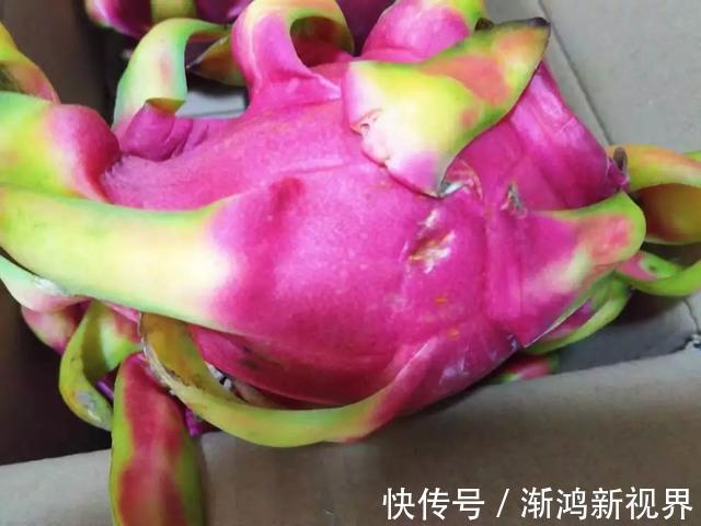 多汁|育火龙果热潮又来了，盆越浅，水越少，长越快，开花结果越多！