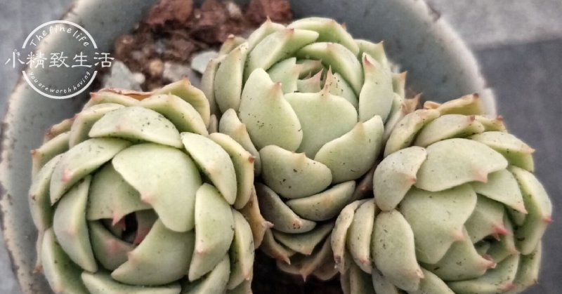 缺水|多肉植物什么时候浇水,看这3处精准判断,四季适用,全国通用