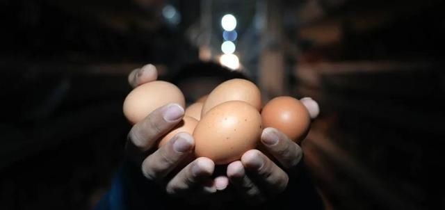 蛋黄颜色深，就是好鸡蛋吗？蛋黄颜色受什么影响？