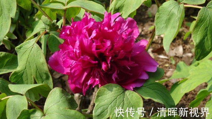轻罗|喜欢菊花，不如养盆“江南牡丹”轻罗，花开妖娆，鲜艳夺目，真美