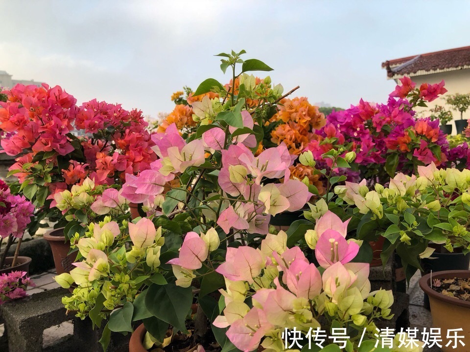 偷偷告诉你，高手养花必备“4个技巧”，养啥花都能“枝粗叶绿”