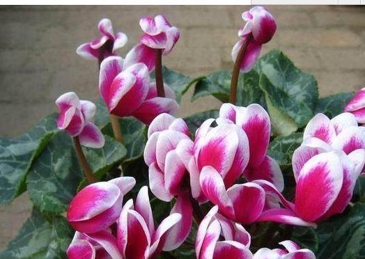 不是所有花都要多浇水，这4种花越浇越死的快，夏天要注意