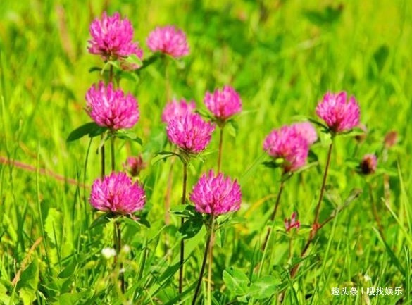 此花花姿妖娆,浓郁的芳香沁人心脾,绚丽的花色格外夺目动人