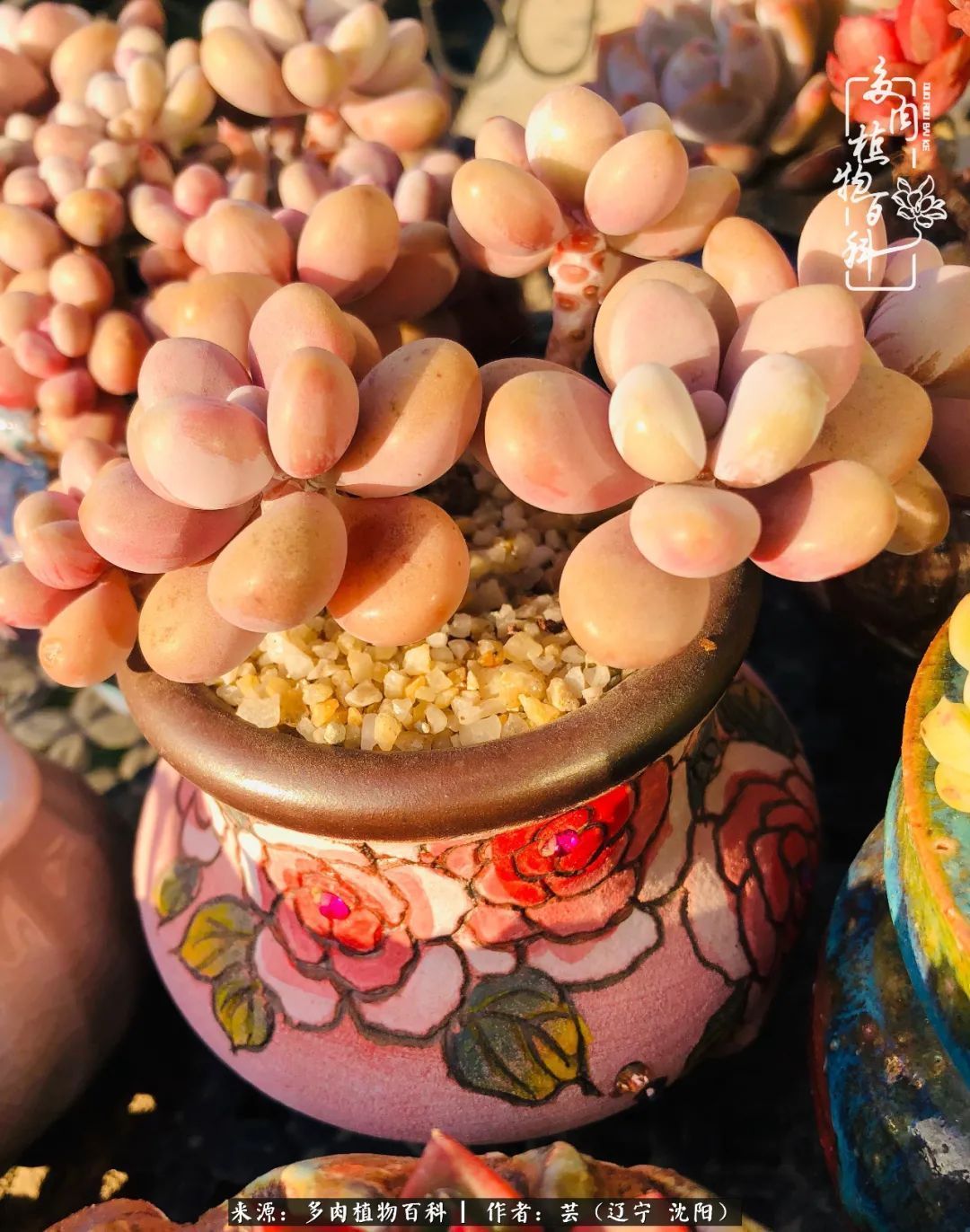 血罗|万物皆有灵性，一年四季有多肉陪伴真好！