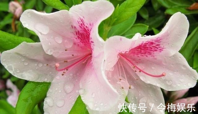 杜鹃花夏天不开花，注意这两点，盆景养得极美