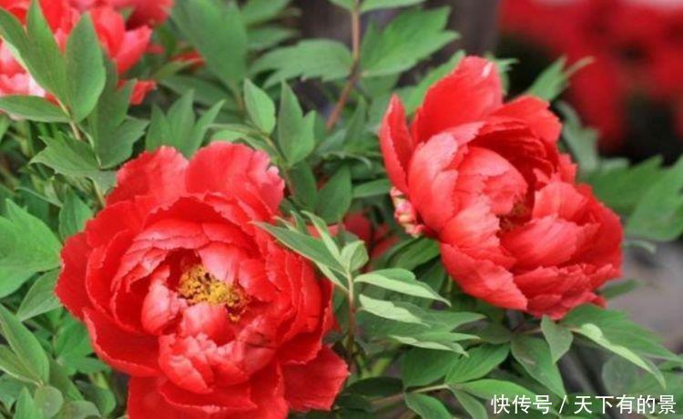 4种漂亮花,好养易活能爆盆,开花漂亮财运来,一养就上瘾