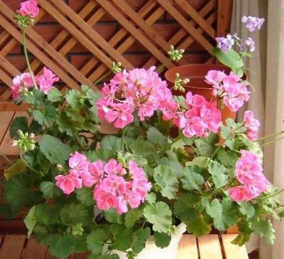 自从老婆在家中养此种盆栽后,满屋子都是清香,出门不用喷香水了