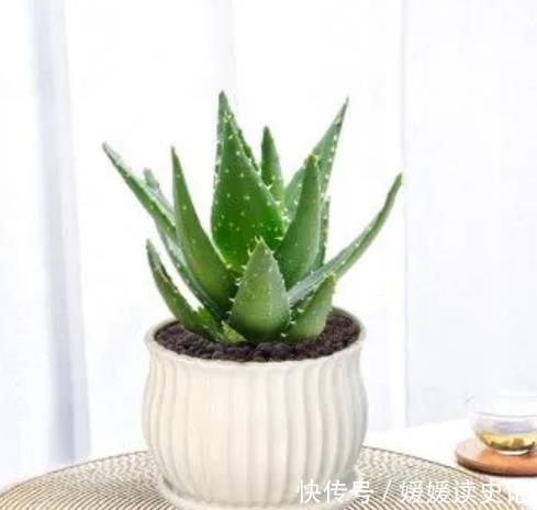 花卉|6种“养不死”的漂亮花,皮实好养真省心,新手随便一养就爆盆