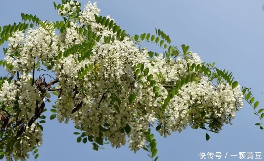 侵权请告知删除|这种路边野花你们吃过吗,“双降”效果好,可惜常被人们当成垃圾