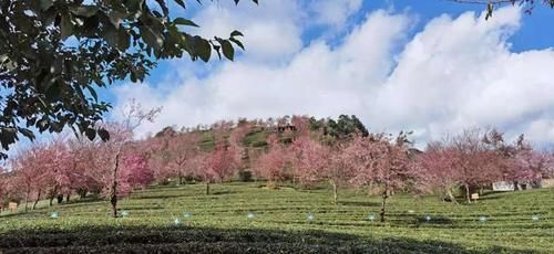 冬日樱花浪漫的无量山，竟然就是天龙八部中的神秘之境