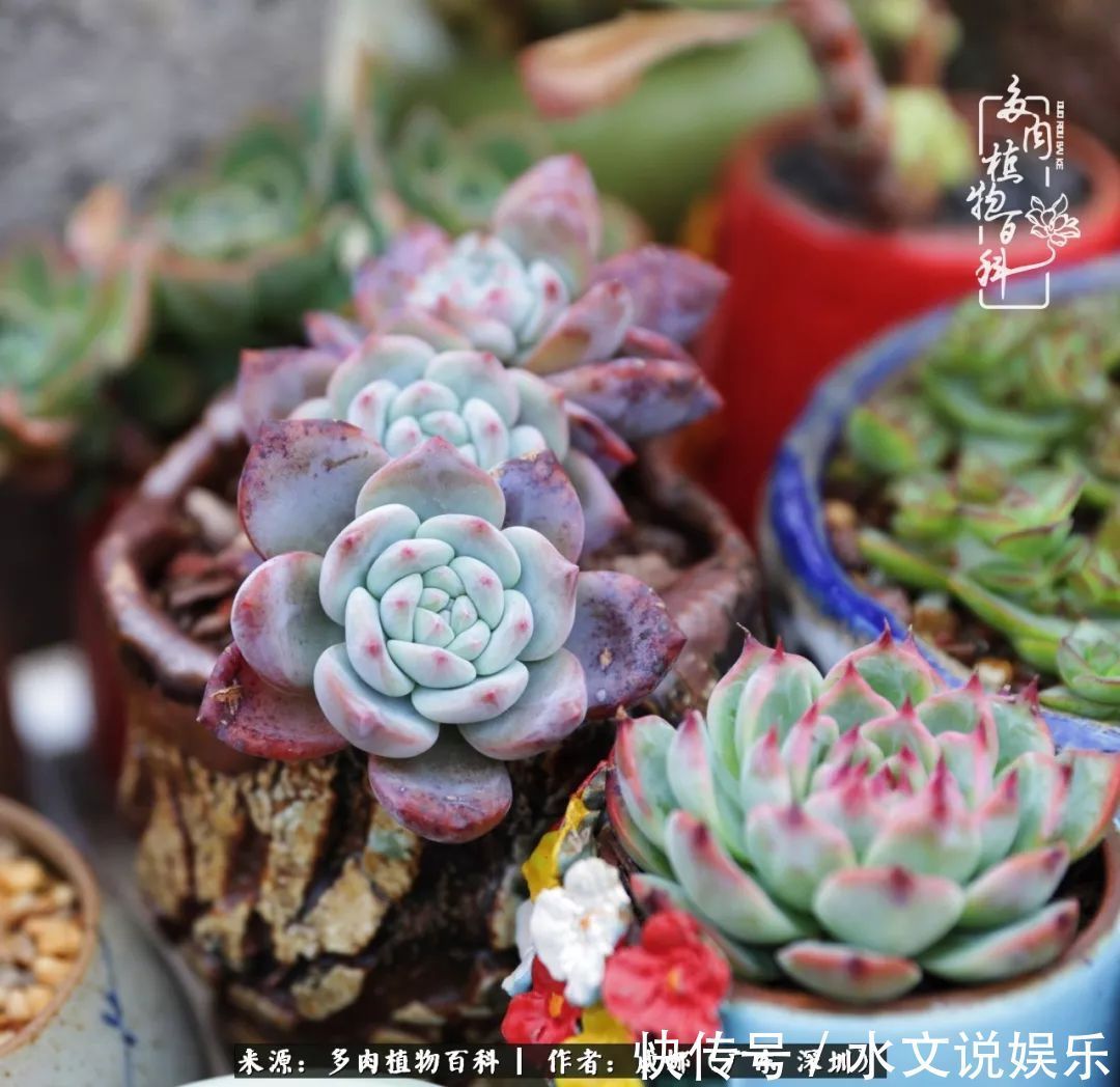 日子|笼子里露养的多肉,越养越美!有多肉的日子伴着小确幸!