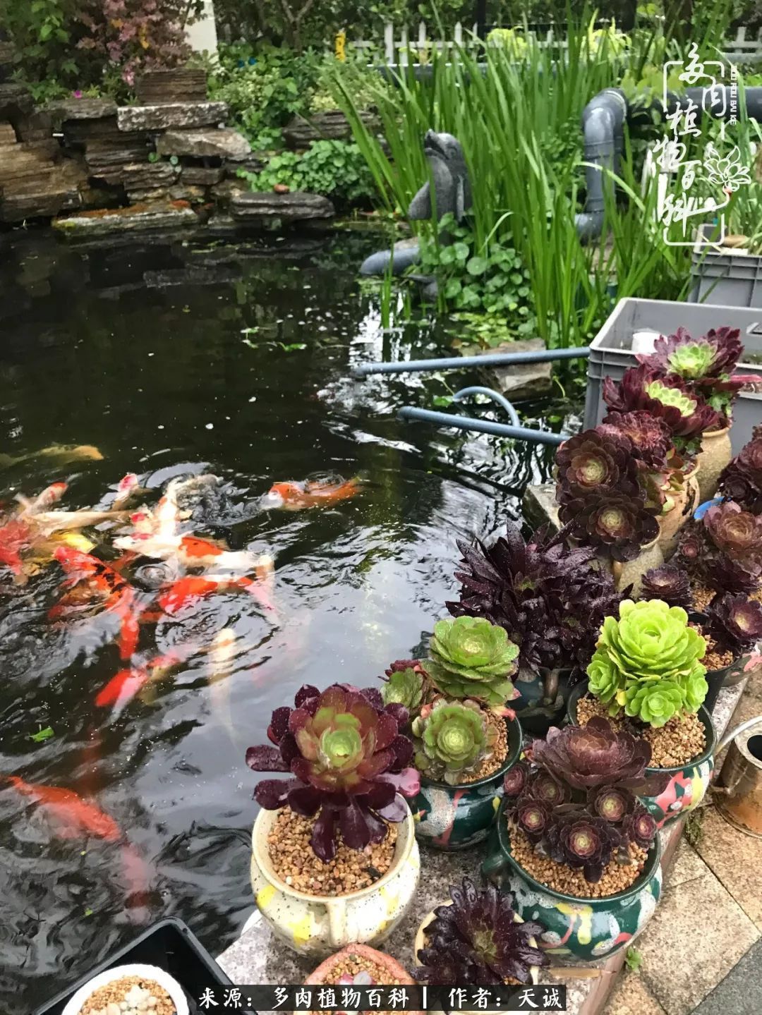 吃饱喝足，包邮区的多肉养精蓄锐准备渡劫！