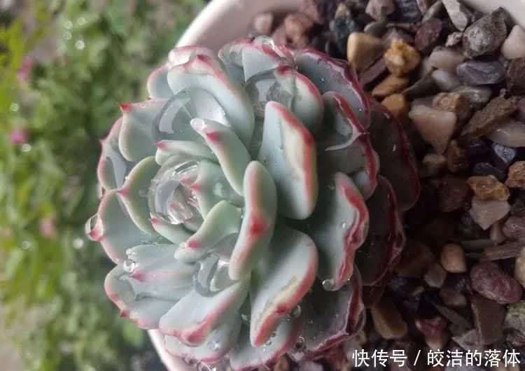 如莲似花,美好心情由你而始!