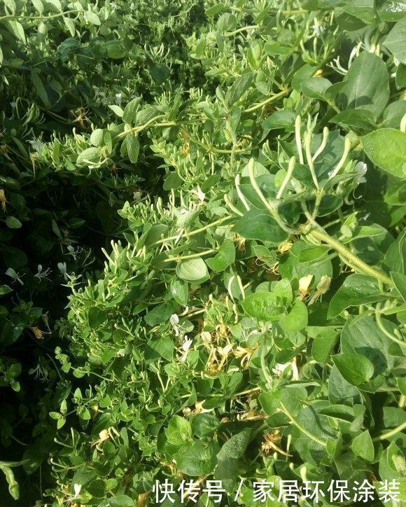 采摘|野外采摘一些金银花，用薄荷加金银花，教你制作天然花露水