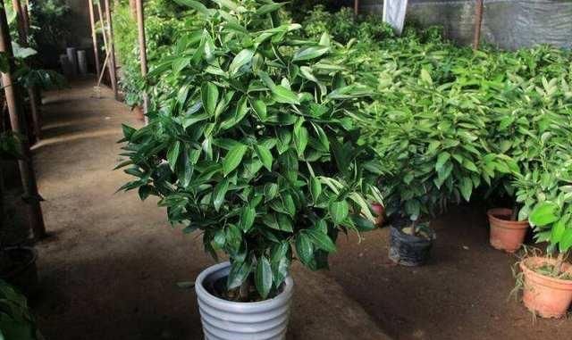 家里有小院的一定要种棵桂花,它的5种奇效,会让你意想不到