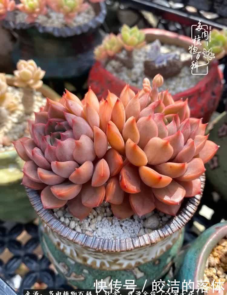 阳光露台多肉,天时地利人和!美肉知时节,当春乃发生!