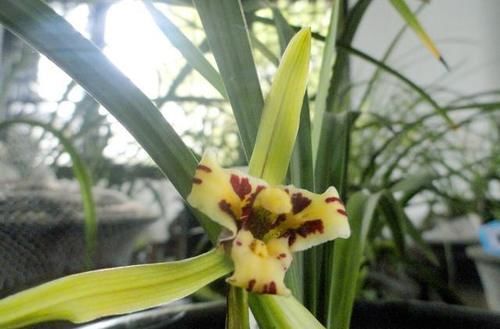 磷酸二氢钾是喷在植物叶子上还是埋到土里?