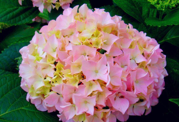 最适合新手养的4种花,花色艳花量大,开花美爆了