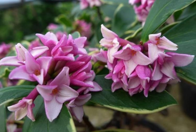 开花最香的4种花,家里养一盆,看了就让人沉醉,年年开花不断