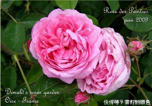 20款古老月季。数百年唯美传承,个个经典又抗病。远胜现代月季