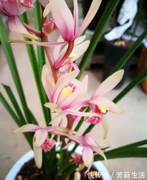 美色|几种花养在家里,一整年都有好运气,花美色艳,花儿轻松开爆盆