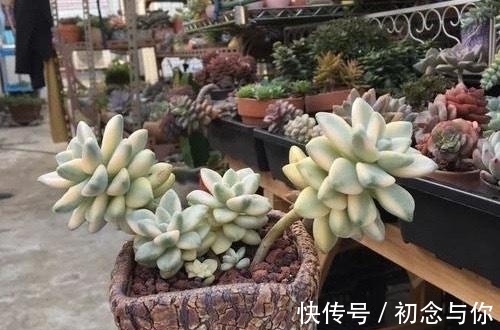 花友|多肉中的“潜力股”，几元钱就能买到全锦的苗，越养越仙千金不换