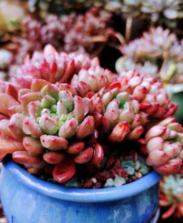 多肉多晒晒，越晒越红火，颜色鲜艳如宝石