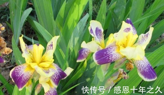 3种花是花中大美女，沾土就活，7天生根，秋季就开花，开满阳台！