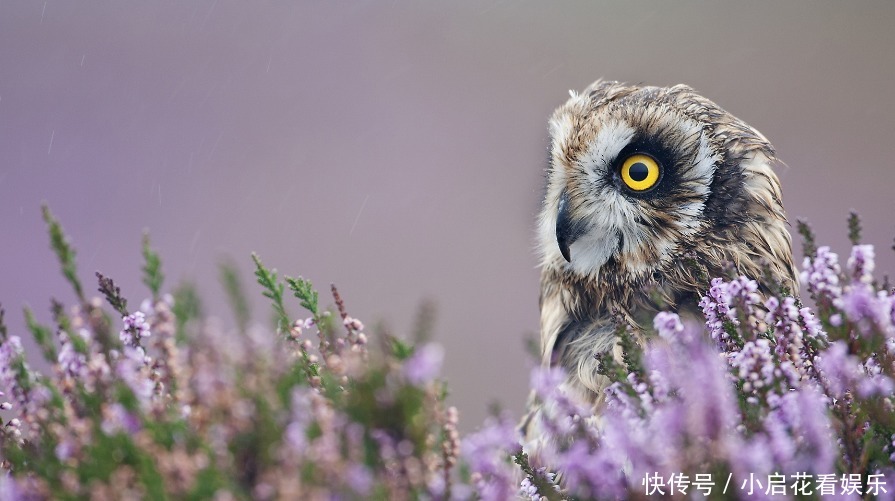 工作|做事标准不同，这些生肖，目标非常明确