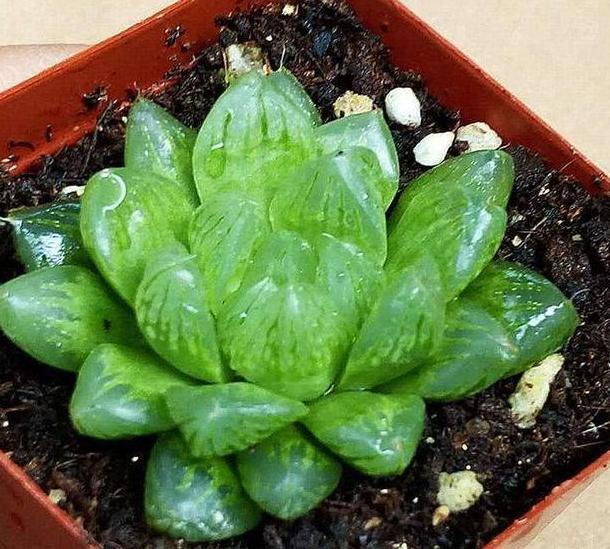 玉露|在家盆栽多肉玉露，不想它摊大饼、叶片干瘪就该注意这些