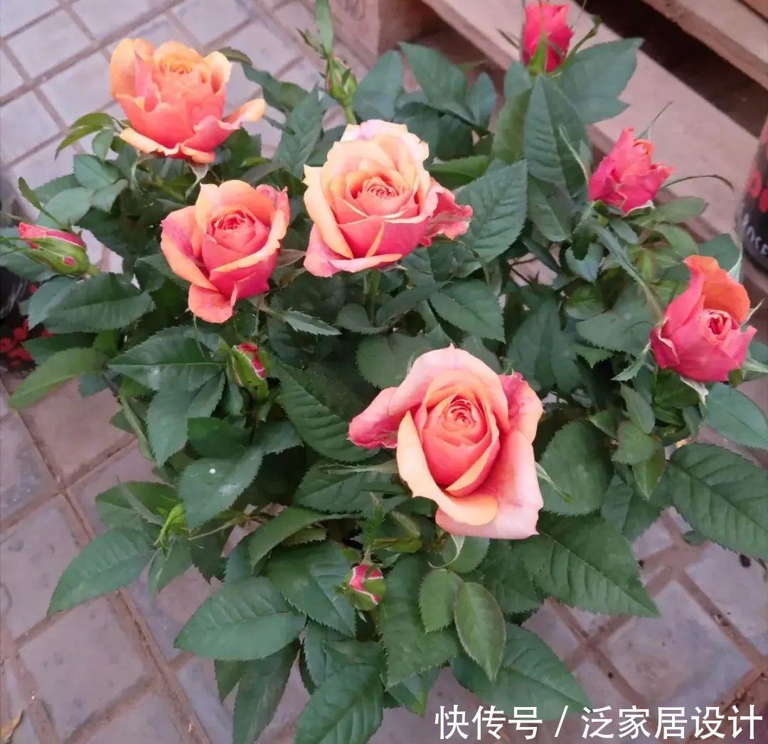 养花技巧:冬天最娇气的9种花,不要随便买,养不活浪费钱