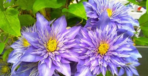  花期|四季常开的3种花，花期长，观赏价值高，管理容易，适合新手花友