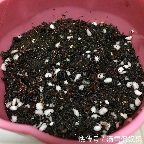 浇水|太阳花开花少有1个“小技巧”，开花量大10倍，秋天花儿开不停