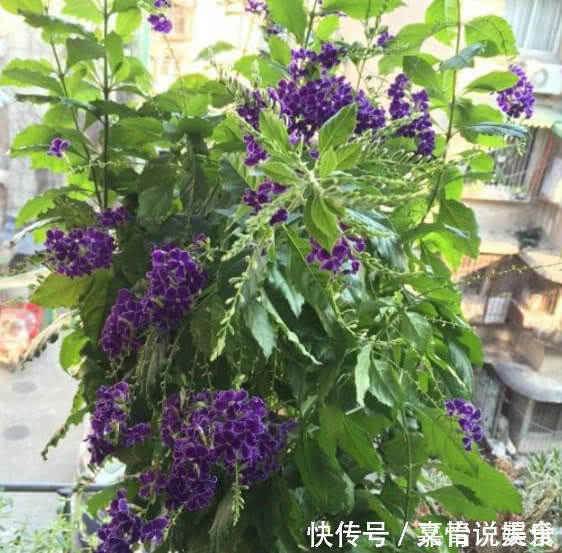 连翘花|4种“巧克力香味”的花,好养又漂亮,让人闻着就馋,养1盆真值