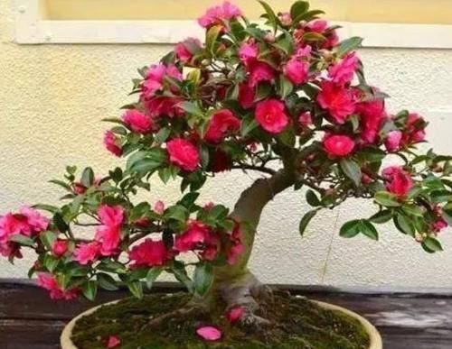 妖娆|3种便宜花,却开花特漂亮,妖艳妖娆,层层交叠,烂漫迷人眼