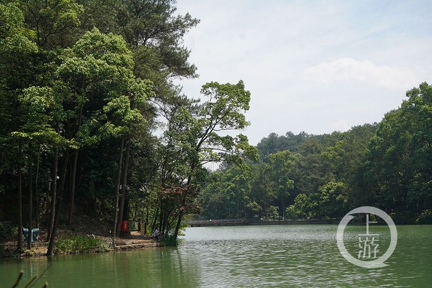 黛湖|生态修复 缙云山黛湖变身旖旎美景