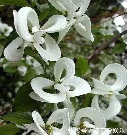 这5种花你可能一辈子都没见过，见过一种算你厉害！