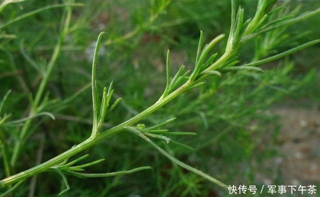 风滚草 美国又发生了啥？被这一植物堵的家门都出不了，在中国却难以见到