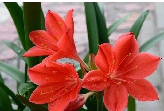 朱顶红光长叶子不开花,做好6点,轻松开爆盆!