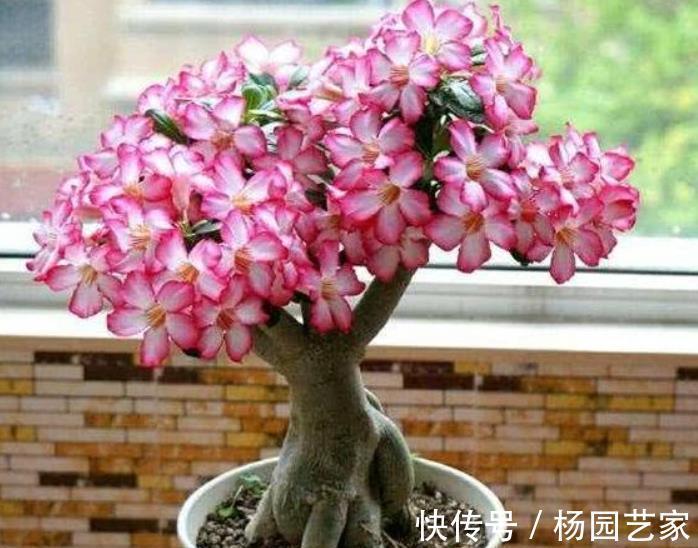 家里养了这些花,冷空气来袭要“保暖”,不然冻坏了剩个空盆