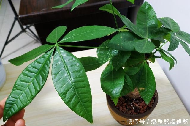 淘米水兑点它,营养足酸性大,发财树浇一点,新叶新芽一起冒!