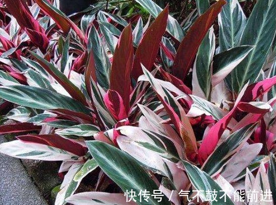 绿萝吊兰扔了吧,阳台养4种花,它们非常好养,叶子比花还好看